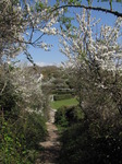 SX05232 Path framed by Blackthorn - Sloe (Prunus spinosa).jpg